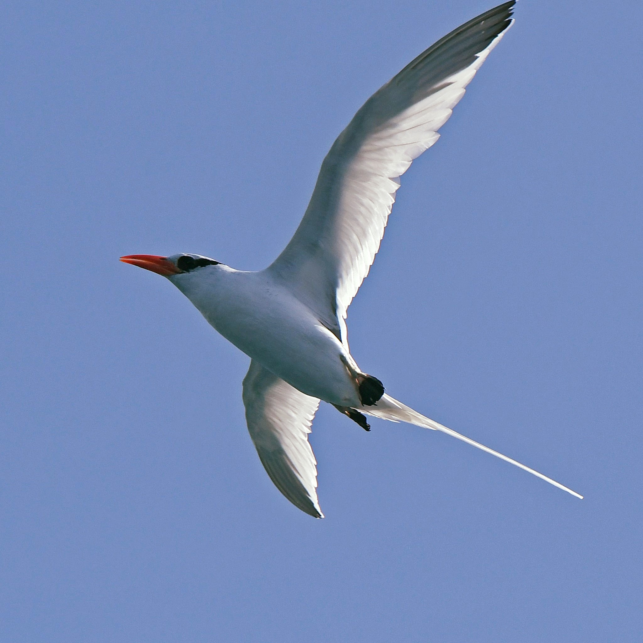 Phaéton à bec rouge prise lors du suivi de 2023 photo Ommag Guadeloupe