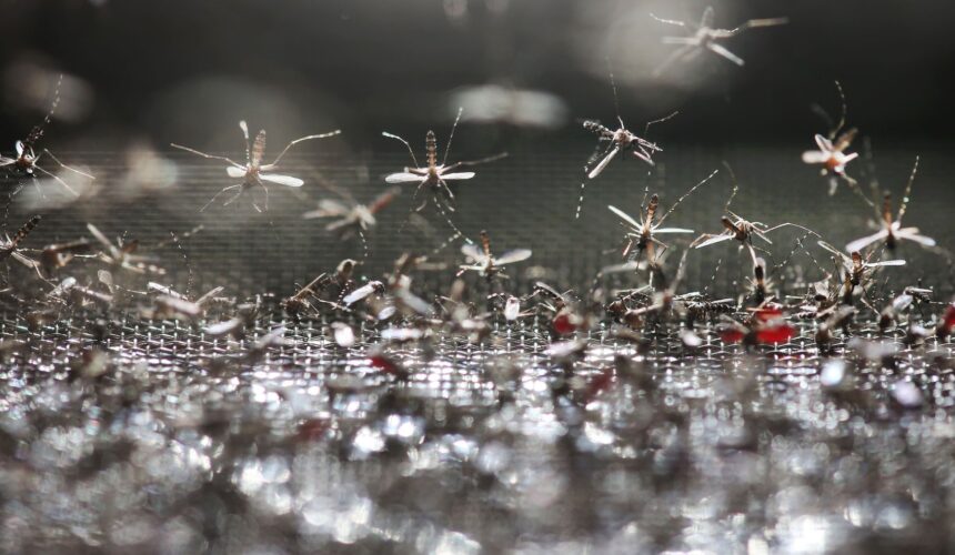 Originaire d'Asie d’où il s’est propagé depuis 1980, Aedes albopictus s'est adapté à une large gamme de climats, des tropiques aux régions tempérées. Photo : Sipa