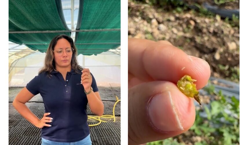 L’exploitation de Caroline Noirault qui cultive près de 30 hectares de tomates à Saint-François et Petit-Canal est le terrain d’expérimentation de la lutte contre la cécidomyie. Photo : Capture écran Iguafhlor