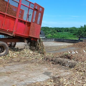 Manutention de la canne-à-sucre livrée à l'usine sucrerie de Gardel, Le Moule.