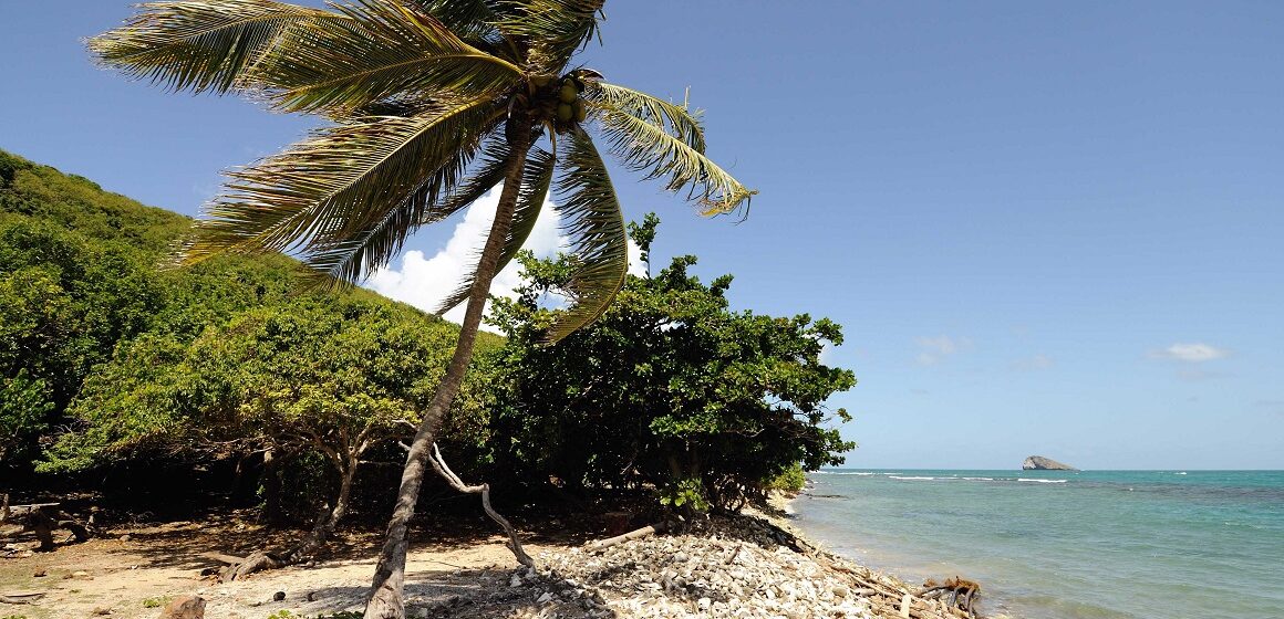 Les cocotiers doublement menacés