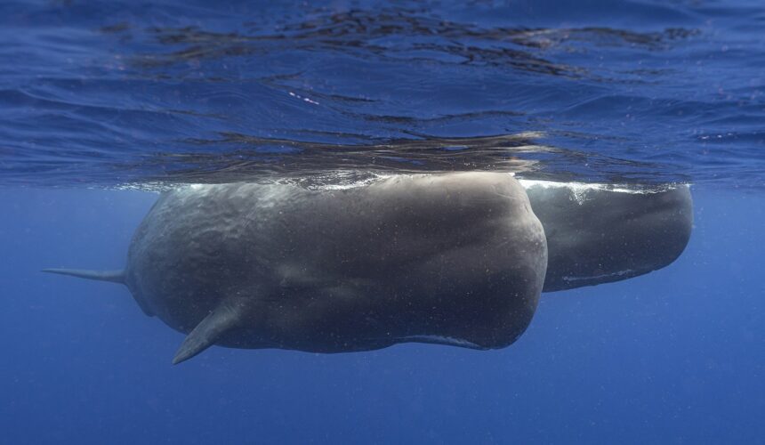 Des cachalots nagent ensemble au large de la Dominique en mars 2024. Dans une étude publiée mardi 7 mai dans la revue Nature Communications, des scientifiques étudiant les cachalots vivant autour de l'île caribéenne ont décrit pour la première fois les éléments de base de leur manière de communiquer entre eux. Ces recherches pourraient un jour contribuer à mieux les protéger. Photo : Samuel Lam via AP