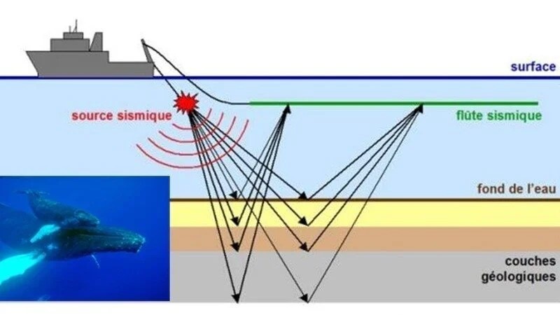 Méthode utilisée par la mission d’étude de la tectonique des plaques dans la zone de subduction des Antilles, schéma présenté dans la pétition « Refusons les tirs sismiques dans le Sanctuaire des Baleines et des Dauphins » aux Antilles.