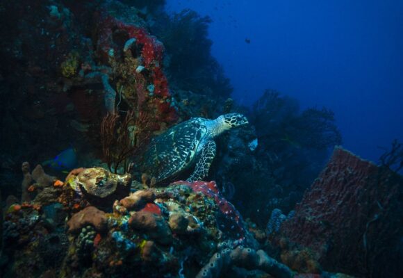 Guadeloupe. Réserve Cousteau. Photo : Kreiss / Energy Observer / Sipa