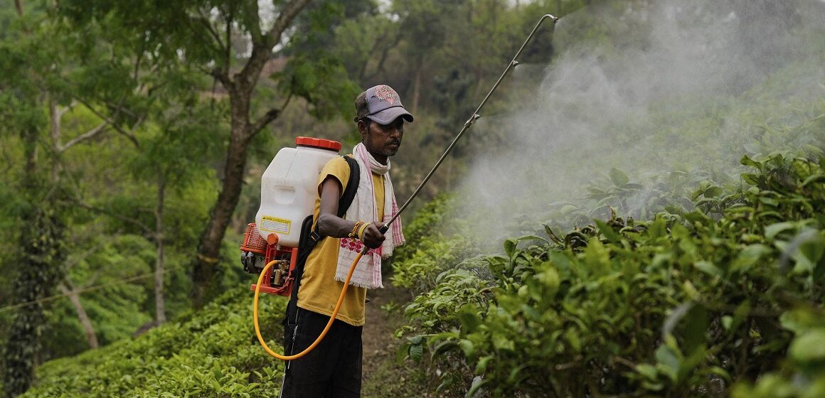 Photo d’illustration. Un ouvrier pulvérise des pesticides sur des feuilles dans une plantation. AP Photo/Anupam Nath