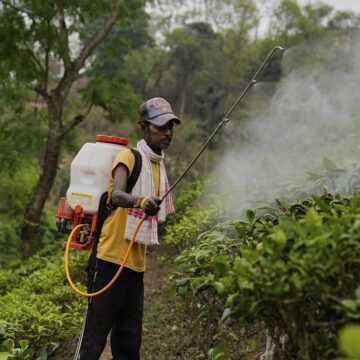 Photo d’illustration. Un ouvrier pulvérise des pesticides sur des feuilles dans une plantation. AP Photo/Anupam Nath