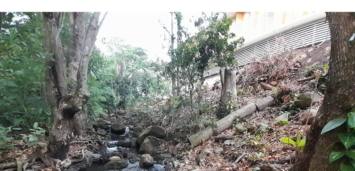 Élagage au bord de la ravine Espérance à Basse-Terre. Mars 2025. Photo : Nathalie Serrand