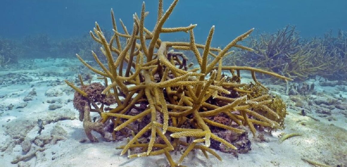 Ponte des coraux du genre Acropora, Guadeloupe août 2022. Photo : Claude Bouchon / Parc national de Guadeloupe