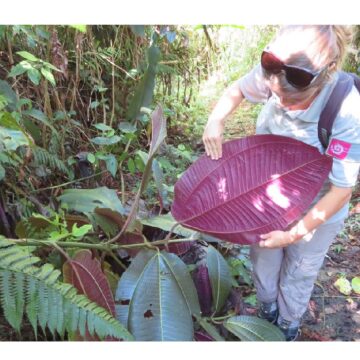 Sortie Miconia calvescens à Matouba Saint-Claude en 2020. Photo : Parc national de Guadeloupe