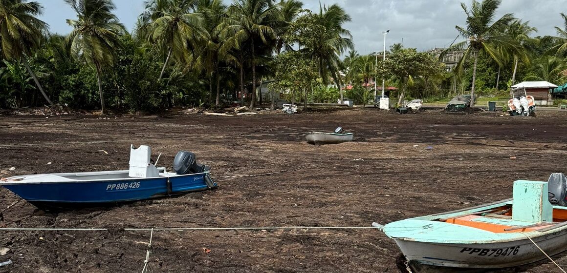 Quai du port de pêche envahi par les sargasses et bateaux immobilisés à Sainte-Marie, Capesterre-Belle-Eau, juillet 2025