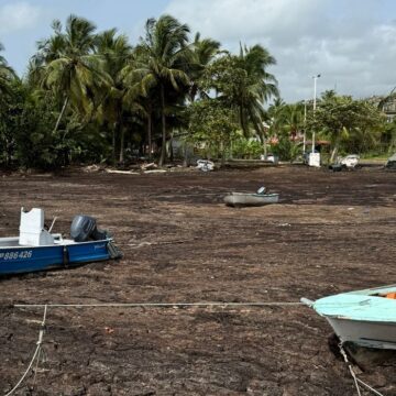 Quai du port de pêche envahi par les sargasses et bateaux immobilisés à Sainte-Marie, Capesterre-Belle-Eau, juillet 2025