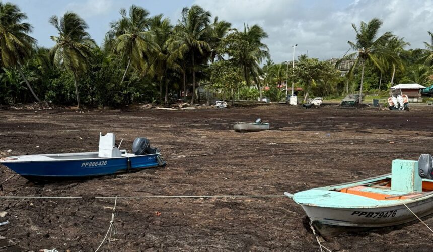 Quai du port de pêche envahi par les sargasses et bateaux immobilisés à Sainte-Marie, Capesterre-Belle-Eau, juillet 2025