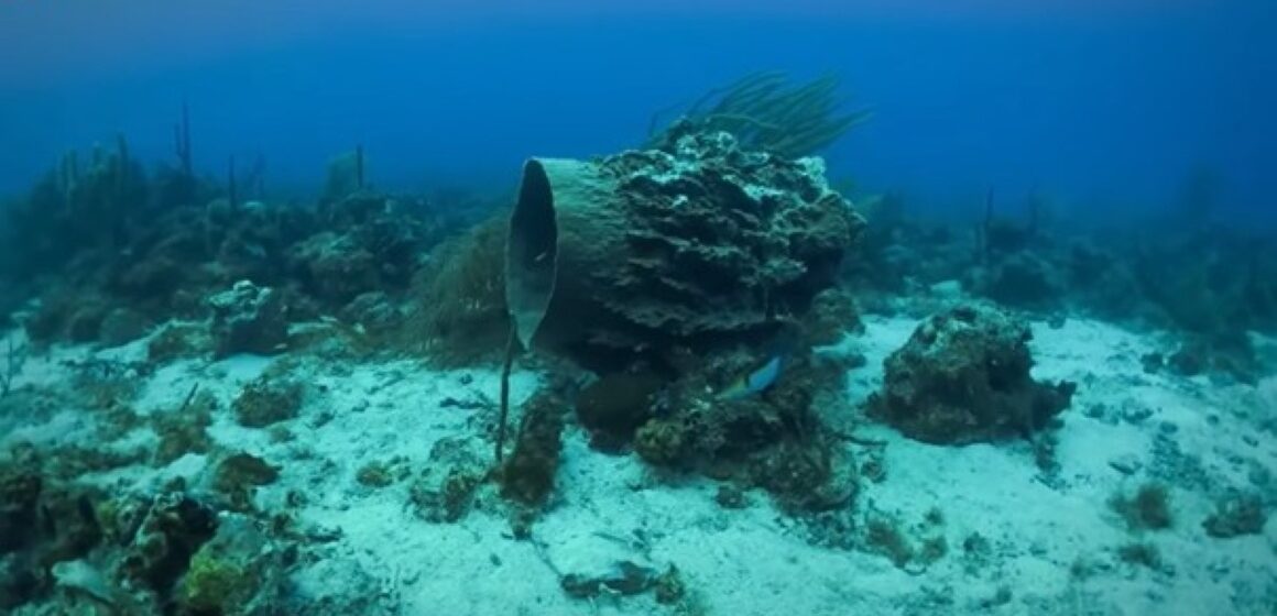 Les coraux étouffés par le fiasco de l’assainissement