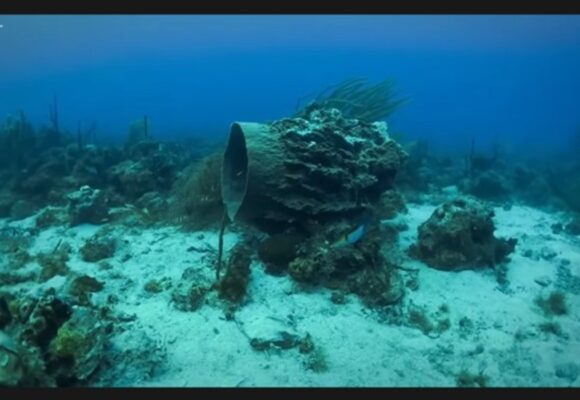 En Guadeloupe, le paysage corallien se dégrade, principalement sous l’effet du rejet des eaux usées non traitées, qui affaiblit irréversiblement l'écosystème. Photo : capture écran vidéo Parc national de la Guadeloupe