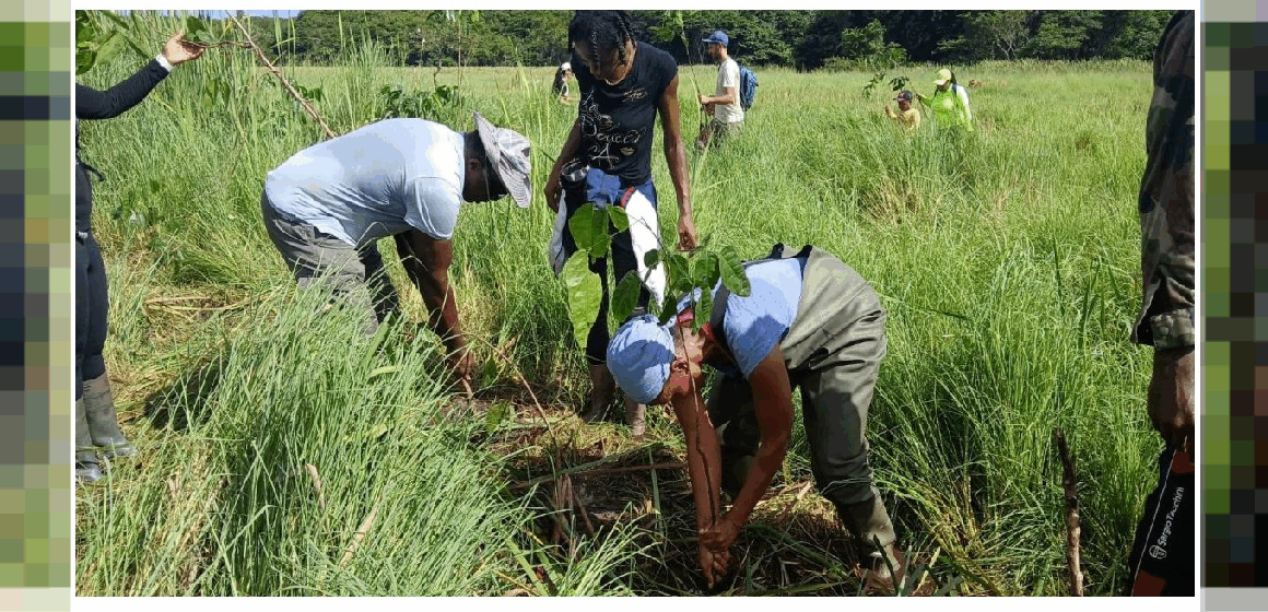 Coordonnés par le Parc national de Guadeloupe, des bénévoles replantent des mangles médaille à la forêt marécageuse de Golconde aux Abymes le 27 juillet 2025. Photo : Parc national de la Guadeloupe