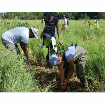 Coordonnés par le Parc national de Guadeloupe, des bénévoles replantent des mangles médaille à la forêt marécageuse de Golconde aux Abymes le 27 juillet 2025. Photo : Parc national de la Guadeloupe