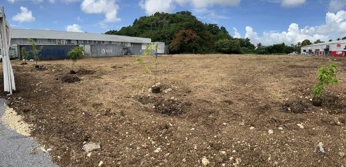 Les cinq arbres fruitiers symboliques plantés à Petit-Pérou aux Abymes, première étape d'un projet à 1,7 million d'euros dont l'utilité publique vise des impacts concrets sur la l’urbanisme et le vivre-ensemble. Photo : Cap excellence