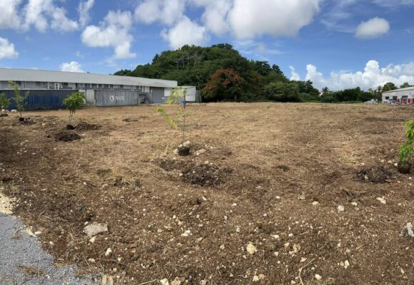 Les cinq arbres fruitiers symboliques plantés à Petit-Pérou aux Abymes, première étape d'un projet à 1,7 million d'euros dont l'utilité publique vise des impacts concrets sur la l’urbanisme et le vivre-ensemble. Photo : Cap excellence
