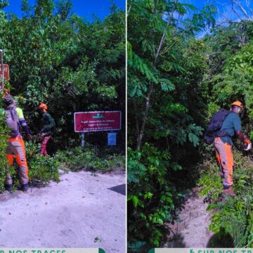 Des ouvriers forestiers débroussaillent et nettoient le sentier de la Pointe à Cabrit à Saint-François, le 20 novembre. Photo : ONF Guadeloupe