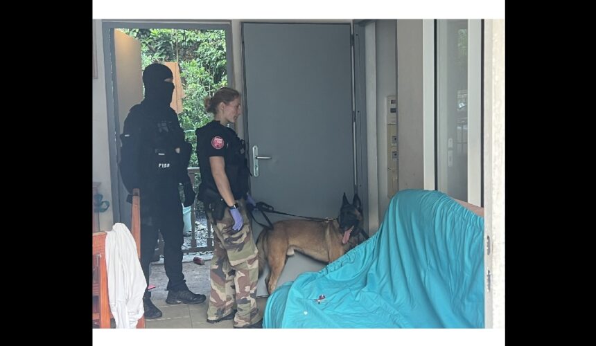 Opération de la brigade de répression des armes et de lutte contre le crime organisé (Braco) : le maître-chien de la brigade cynophile participe aux perquisitions chez les suspects de vols à main armée. Photo : Gendarmerie de Guadeloupe