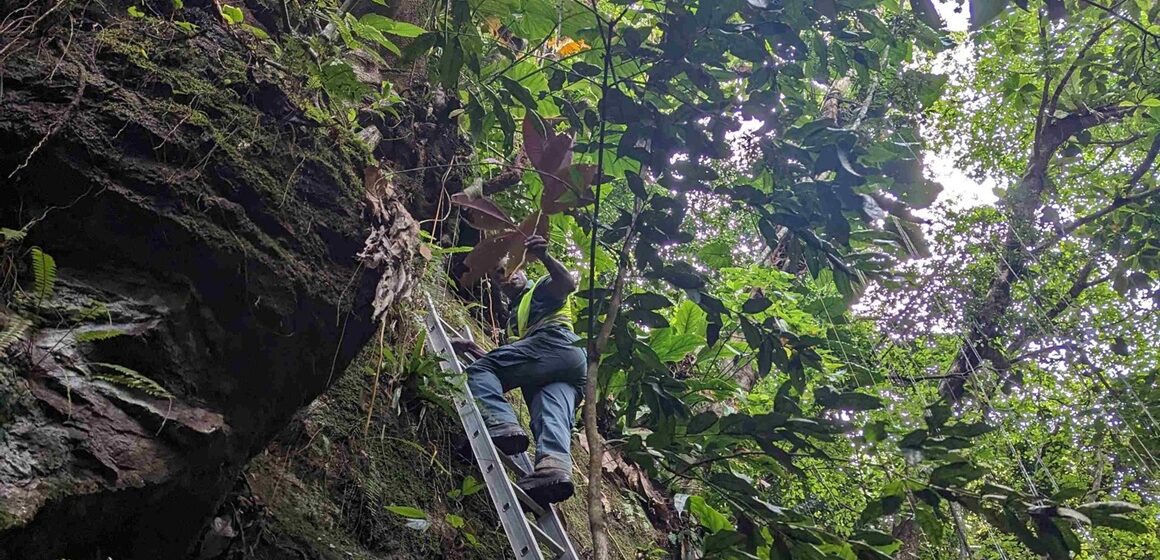 Un agent de l'Office national des forêts (ONF) procède à l’arrachage manuel d’un Miconia calvescens à Matouba, sur les hauteurs de Saint-Claude en Guadeloupe en juin 2023. Photo : ONF Guadeloupe