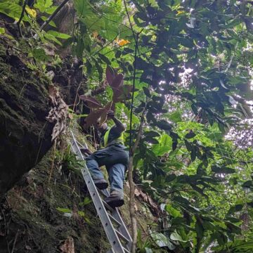 Un agent de l'Office national des forêts (ONF) procède à l’arrachage manuel d’un Miconia calvescens à Matouba, sur les hauteurs de Saint-Claude en Guadeloupe en juin 2023. Photo : ONF Guadeloupe