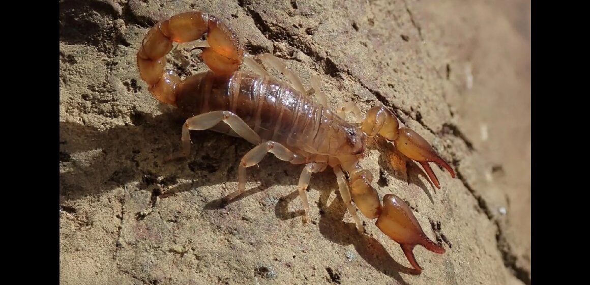 Oiclus desirade, scorpion découvert à La Désirade en Guadeloupe. Photo : T. Ramage