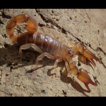 Oiclus desirade, scorpion découvert à La Désirade en Guadeloupe. Photo : T. Ramage