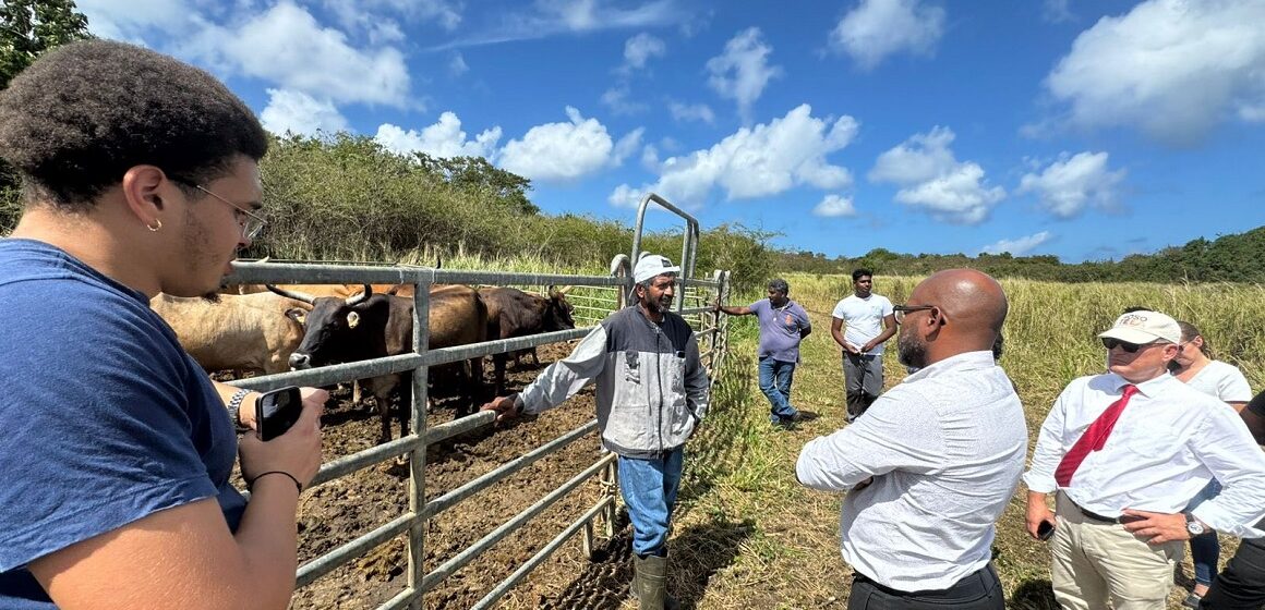 Inauguration de l'atelier d'engraissement bovin à Petit-Canal, le 30 janvier. Photo : Ville de Petit-Canal