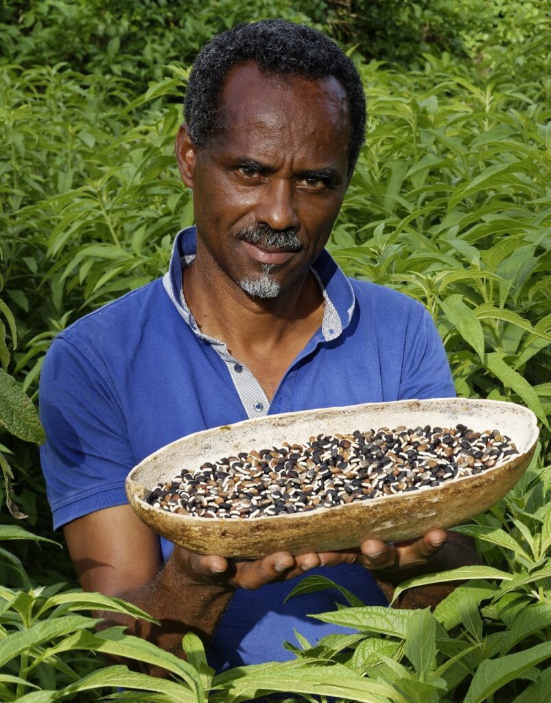Le Dr Henry Joseph sur une parcelle de zèb a pik. Photo : Phytobokaz.